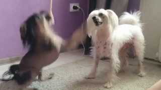 Китайская хохлатая собака/Chinese Crested Dog/Funny Dogs/Fynny Videos