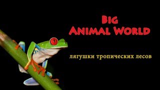 новые лягушки тропических лесов от Big animal world