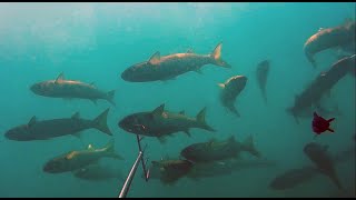 Подводная охота в Чёрном море: две охоты в начале июня
