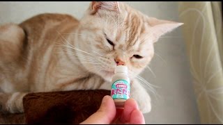 【猫にイタズラドッキリ】またたびだと思わせ、からしを嗅がせた反応がかわいい - silvervine and cat. -
