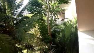 Alila Diwa Goa 5* вид с балкона отеля, первый день.
