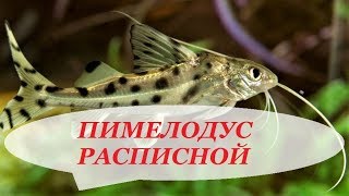 Сомик Пимелодус расписной ангел в аквариуме. Содержание, разведение, чем кормить и совместимость