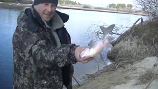 Открытие Летнего Сезона 2019 Удачная рыбалка на Фидер! Язь Пошёл!