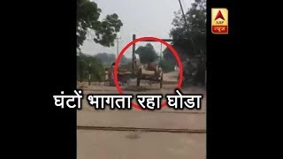 Horse Goes Berserk In UP's Moradabad, Runs Throughout The City | ABP News