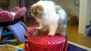 11 11 23 Cute Persian kitten with her mom: Jitterbug and Sequoia