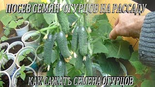 Как сажать семена огурцов дома.Посев семян огурцов на рассаду.Выращивание рассады огурцов в домашних