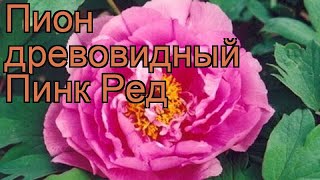 Пион древовидный Пинк Ред (paeonia suffruticosa) ? обзор: как сажать, саженцы пиона Пинк Ред