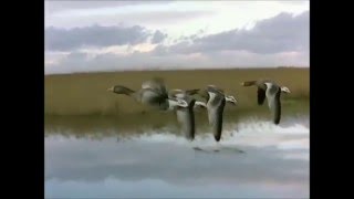 Світлана Потера "Повернулися гусоньки рано"