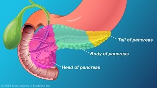The Role and Anatomy of the Pancreas