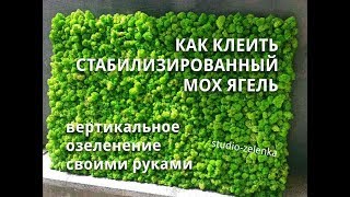 Как клеить стабилизированный мох. Вертикальное озеленение  своими руками(Zelenka Show6)
