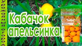КАБАЧОК - АПЕЛЬСИНКА!УДАЧНАЯ НОВИНКА!