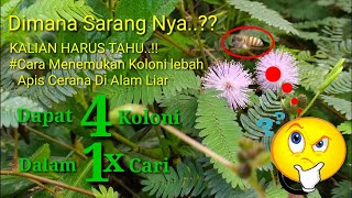 CARA MENEMUKAN LEBAH MADU DI ALAM LIAR | Peternak Lebah JAWA TIMUR