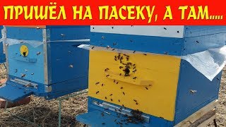 Пришёл на пасеку, а там...