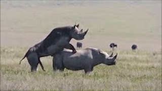 sex and rhino