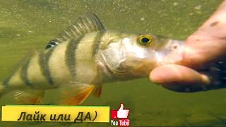 Ловим рыбу на ФишАп FishUp Весенний окунь на МДЖ микроджиг