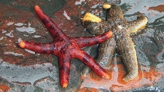 Приморский край, красота природы вдоль побережья Японского моря