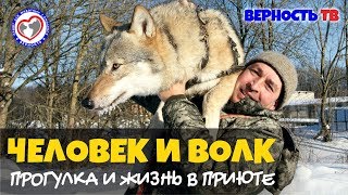 Человек и волк: "Наши волки в лес не смотрят"