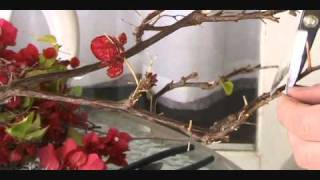 Bougainvillea Bonsai