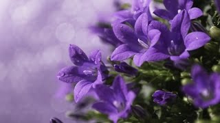 Цветы колокольчики (Campanula). Колокольчики виды