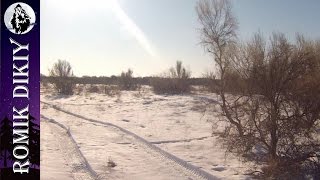 Зимняя охота на зайца.  (1-3 декабря 2016г)