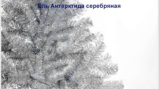 Искусственные ёлки оптом "Ель Антарктида серебряная"