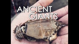 Half Moon Bay - Finding Cool Creatures in SUPER Low Tide!