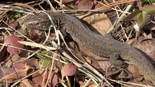Прыткая ящерица. ( Lacerta agilis )