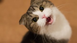 Кошки издают смешные и прикольные звуки! Прикол! Не смейтесь громко!