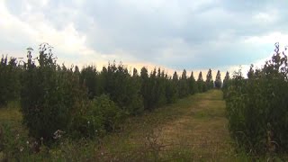 Выращивание кизила и сливы в фермерском хозяйстве "Вариант" Николая Гусакова