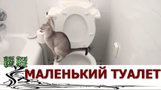 Дизайн туалета маленького размера, как сделать его особенным