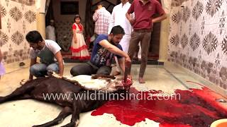Ritual of Malik-e-Nisaab, sacrifice of domestic animals during Eid al-Adha