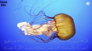 5 حيوانات تستطيع العيش لعمر أكبر من عمر الانسان