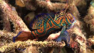 Mandarinfish - The Mating Dance