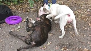 Pitbull and Bull Terrier. Питбуль и Бультерьер. Добрые Злые Собаки.