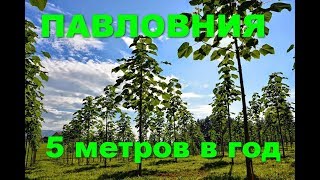 Приехали саженцы ПАВЛОВНИИ Shan Tong