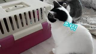순둥순둥한 치즈테비 메리 임보를 위한 #성묘합사 두번째 관찰