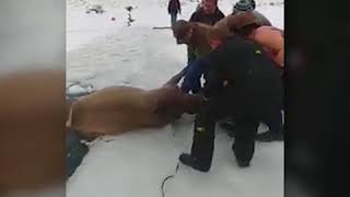 Спасение лосей