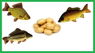 Уловистая насадка для крупного Карася и Карпа. Картофельное тесто.