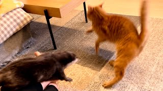 カワウソさくら つかず離れずちょっかいを出し続けるカワウソ猫 Otter and cat playing hit and away