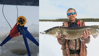 Как насадить живца (моя версия) ? How to plant bait (my version)