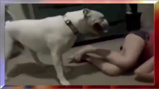 Top Animals Mating - Funny Animals - Girl Mating With Dog