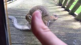 1. 2. 3. 4. I declare a thumb war: Monkey Sex