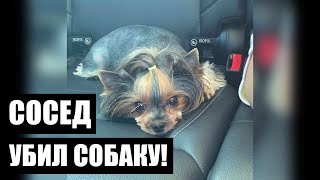 Сосед убил собаку пинком ноги! / Живодёры ради наживы / Интервью с Василевич | Решение есть!