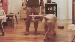 Girls and dogs - Dog Fun with Young Girl Viral New Doggy Video || Doggy collection