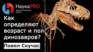 Как определяют возраст и пол динозавров – палеонтолог Павел Скучас | Научпоп