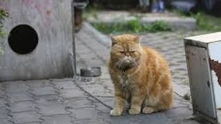 КОТ на цепи...