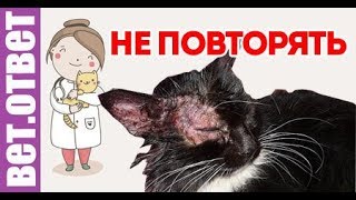 Рецепт лечения лишая кошек. НЕ ПОВТОРЯТЬ!