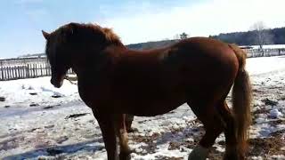 Рыжий тяжеловоз советский