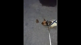 Тимка впервые увидел лягушку
