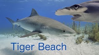 The Ultimate Tiger Beach Video in Full HD - Plus Shark ID